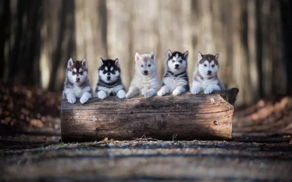 HD PC desktop wallpaper of five Alaskan Malamute puppies—adorable baby dogs perched on a log in a soft-focus forest background.