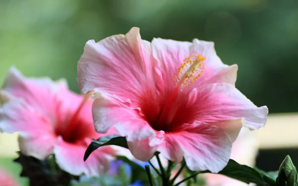 nature hibiscus HD Desktop Wallpaper | Background Image