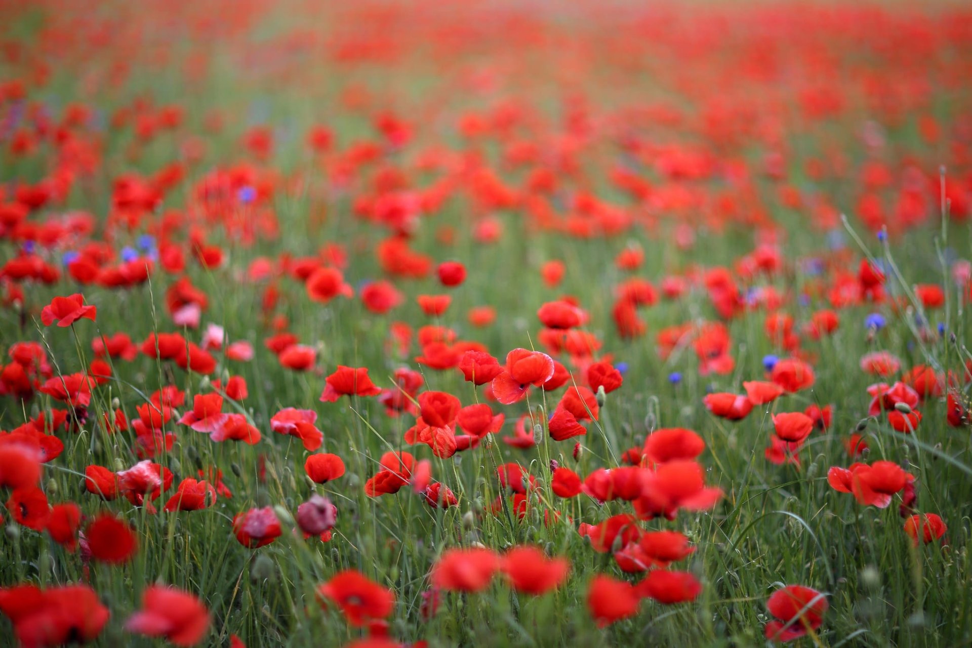 Download Red Flower Summer Flower Nature Poppy HD Wallpaper