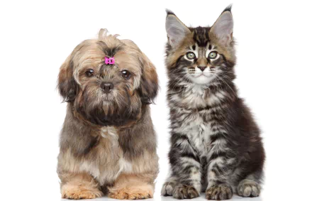 Animal Cat & Dog HD Desktop Wallpaper | Background Image