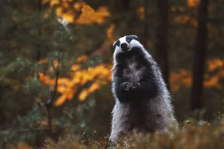 Animal badger HD Desktop Wallpaper | Background Image