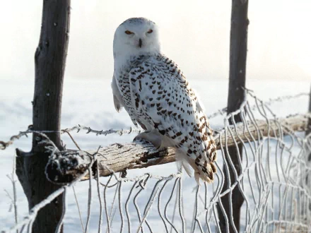 A snowy owl perched on a rustic fence, surrounded by a serene winter landscape. This HD image serves as an enchanting desktop wallpaper and background.