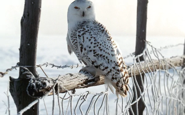 A snowy owl perched on a rustic fence, surrounded by a serene winter landscape. This HD image serves as an enchanting desktop wallpaper and background.