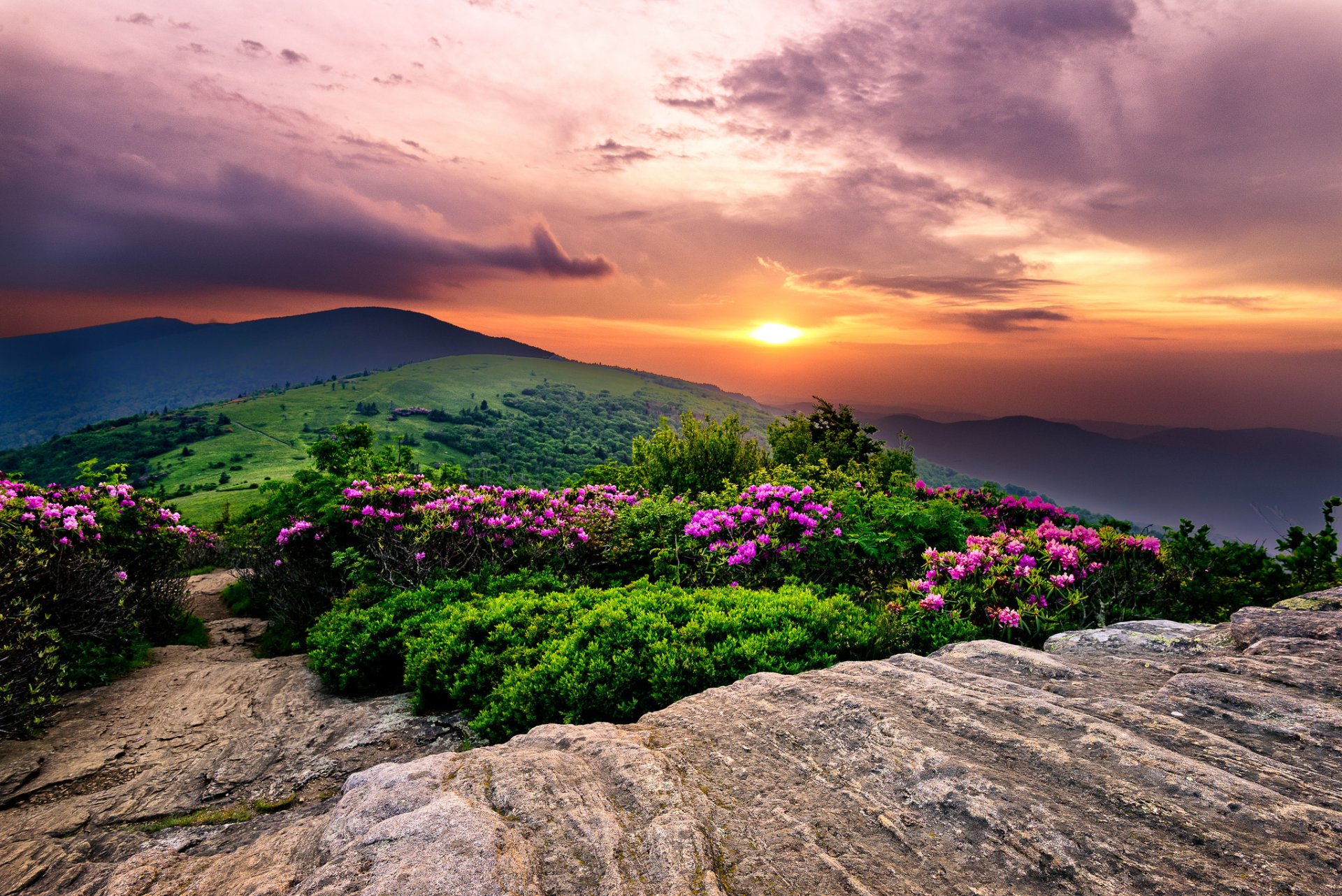 HD PC desktop wallpaper showcasing a vibrant sunrise over rolling hills with blooming pink flowers and lush greenery in a serene natural landscape.
