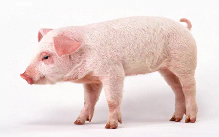 A cute pink pig stands on a white background, showcasing its soft fur and expressive features, making this HD wallpaper a delightful addition to any desktop.