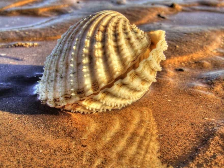 nature shell HD Desktop Wallpaper | Background Image