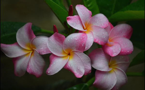 nature frangipani HD Desktop Wallpaper | Background Image