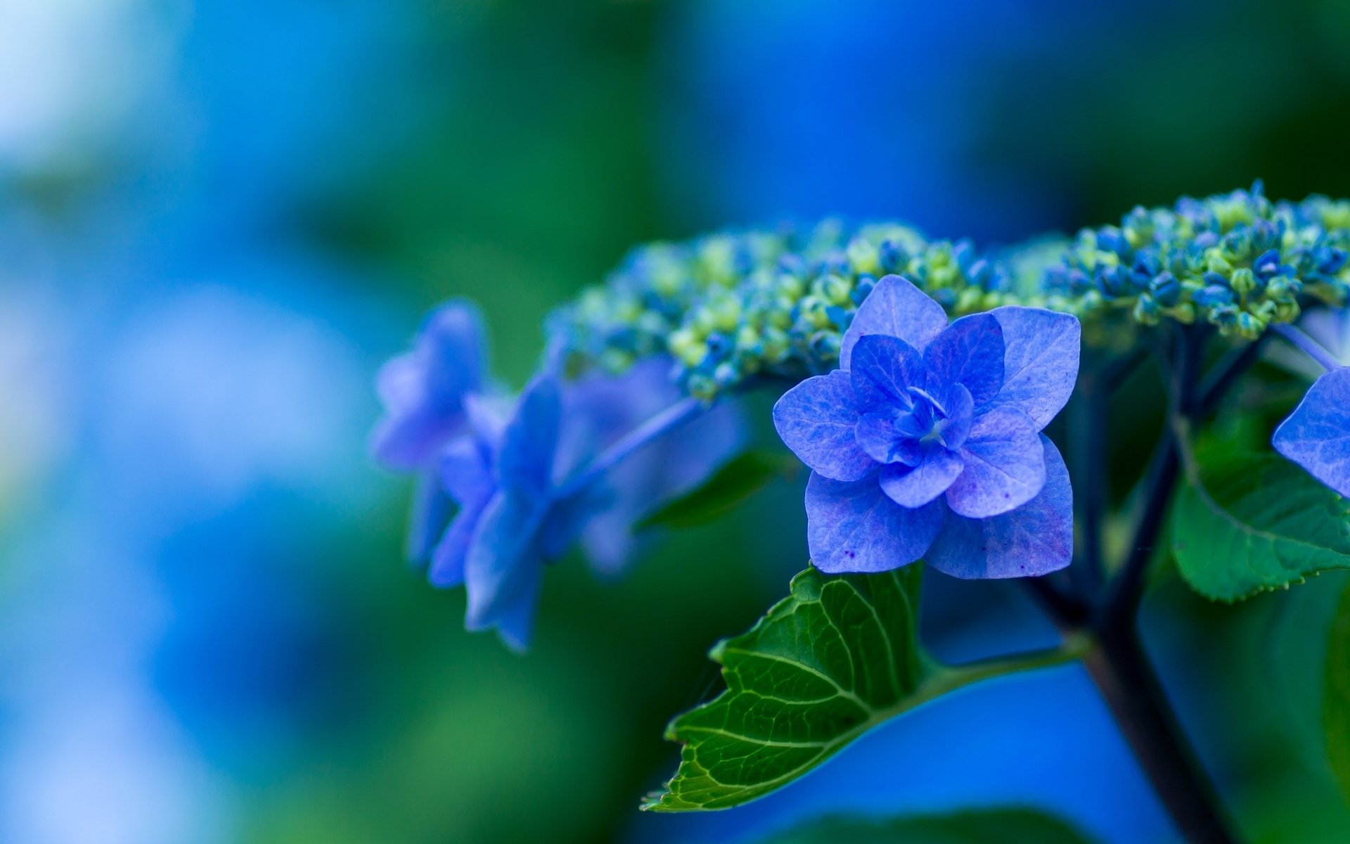 Download Blue Flower Flower Nature Hydrangea HD Wallpaper