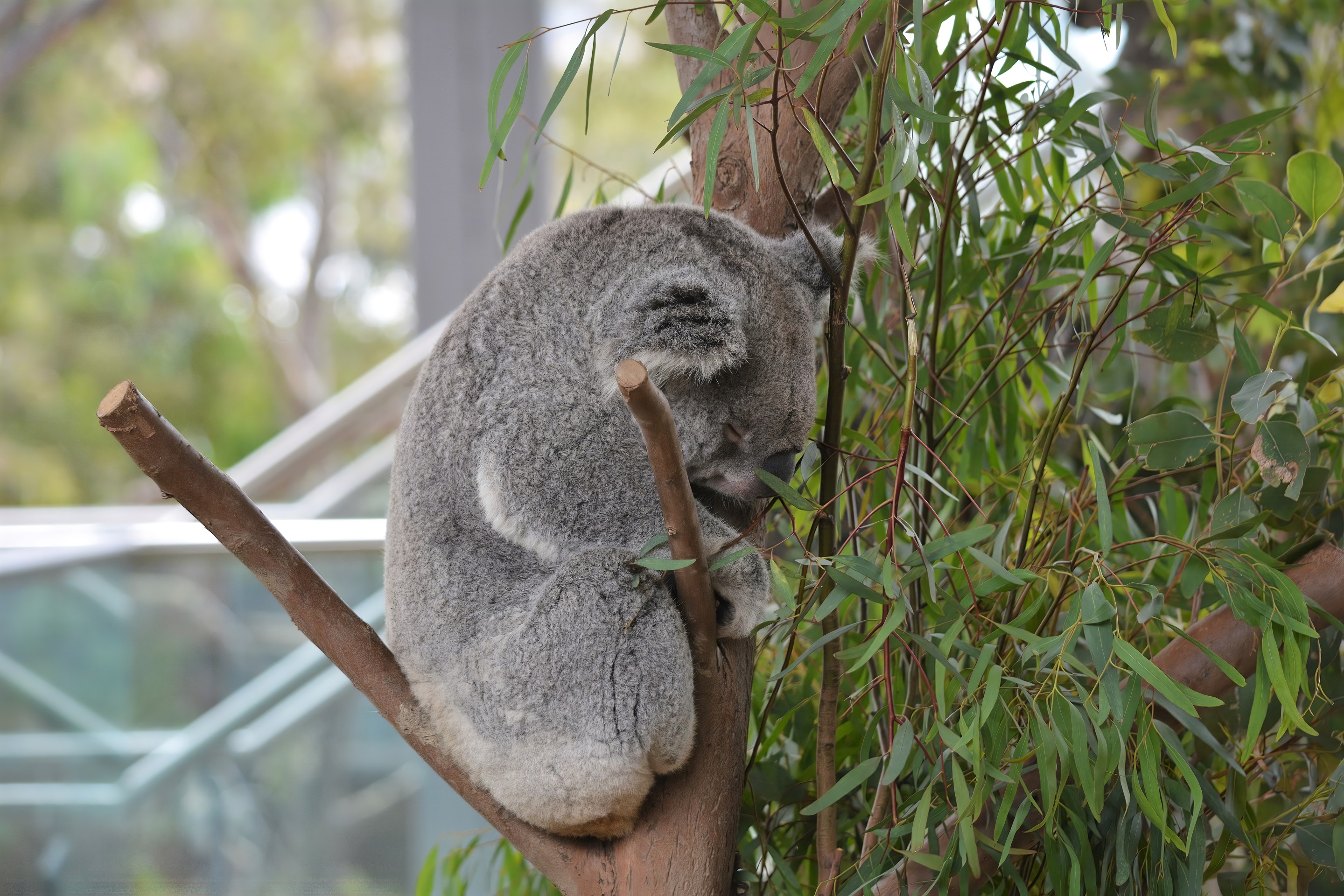 A Koala at Wild Life Sydney Zoo, Darling Harbour, Australia by lonewolf6738