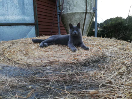 A sleek gray cat lounging on a bed of hay in a rustic outdoor setting, rendered in 4K Ultra HD quality for a PC desktop wallpaper.