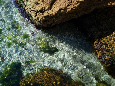 nature stream HD Desktop Wallpaper | Background Image