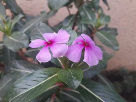  Natural Wallpaper of a Beautiful Flower