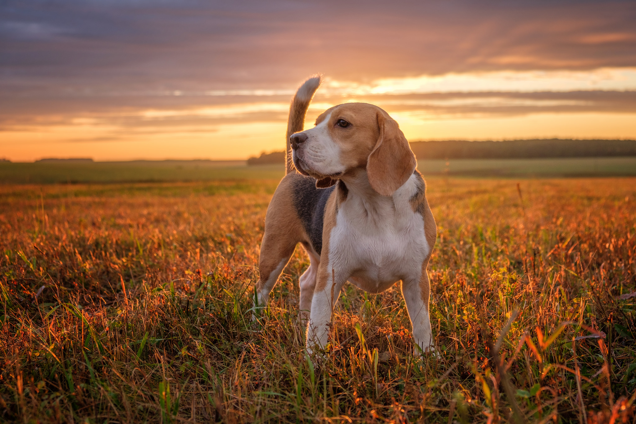 Animal Beagle HD Wallpaper