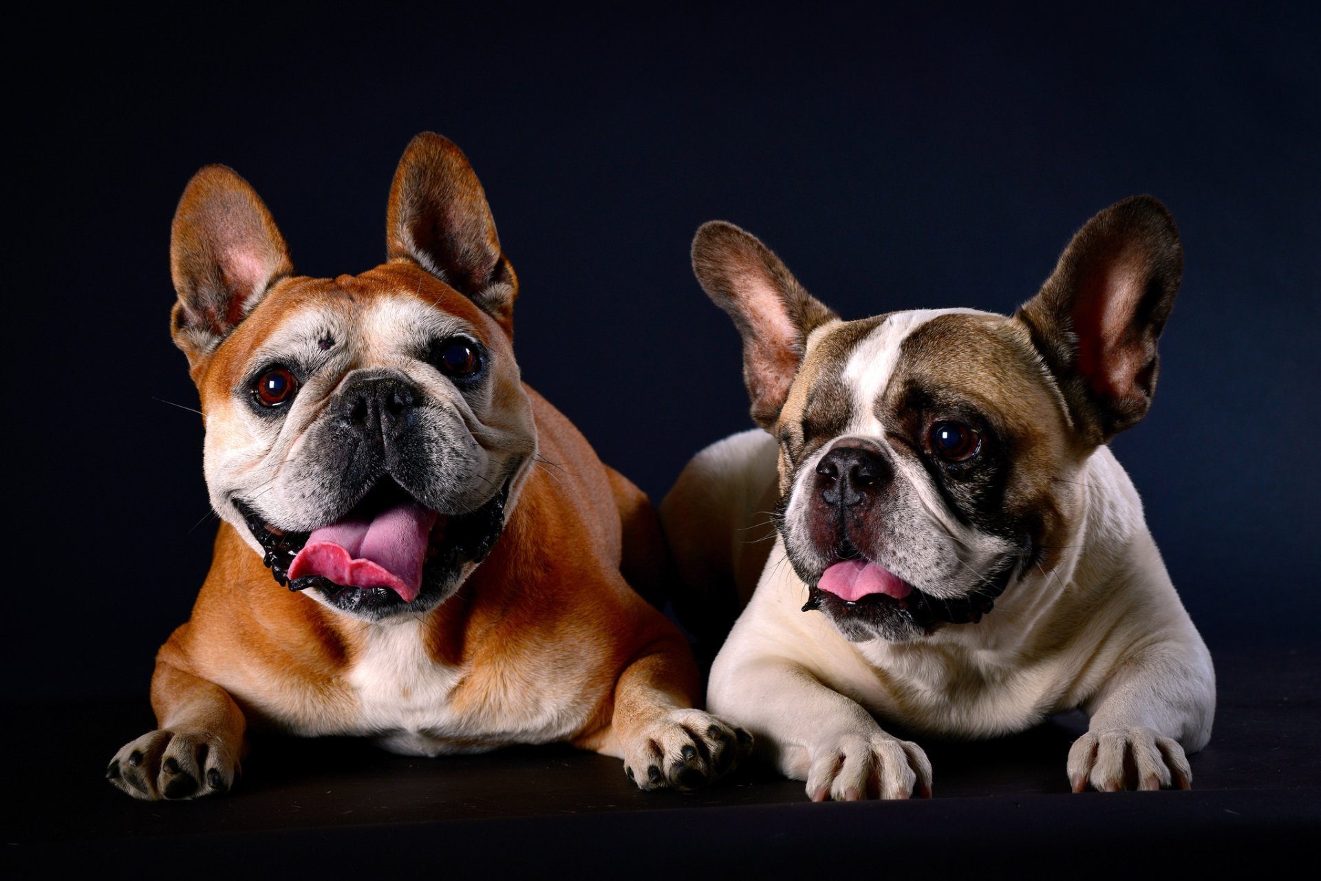 Download Animal French Bulldog HD Wallpaper