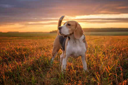 Beagle standing alert in a sunlit grassy field at sunset — HD PC desktop wallpaper/background.