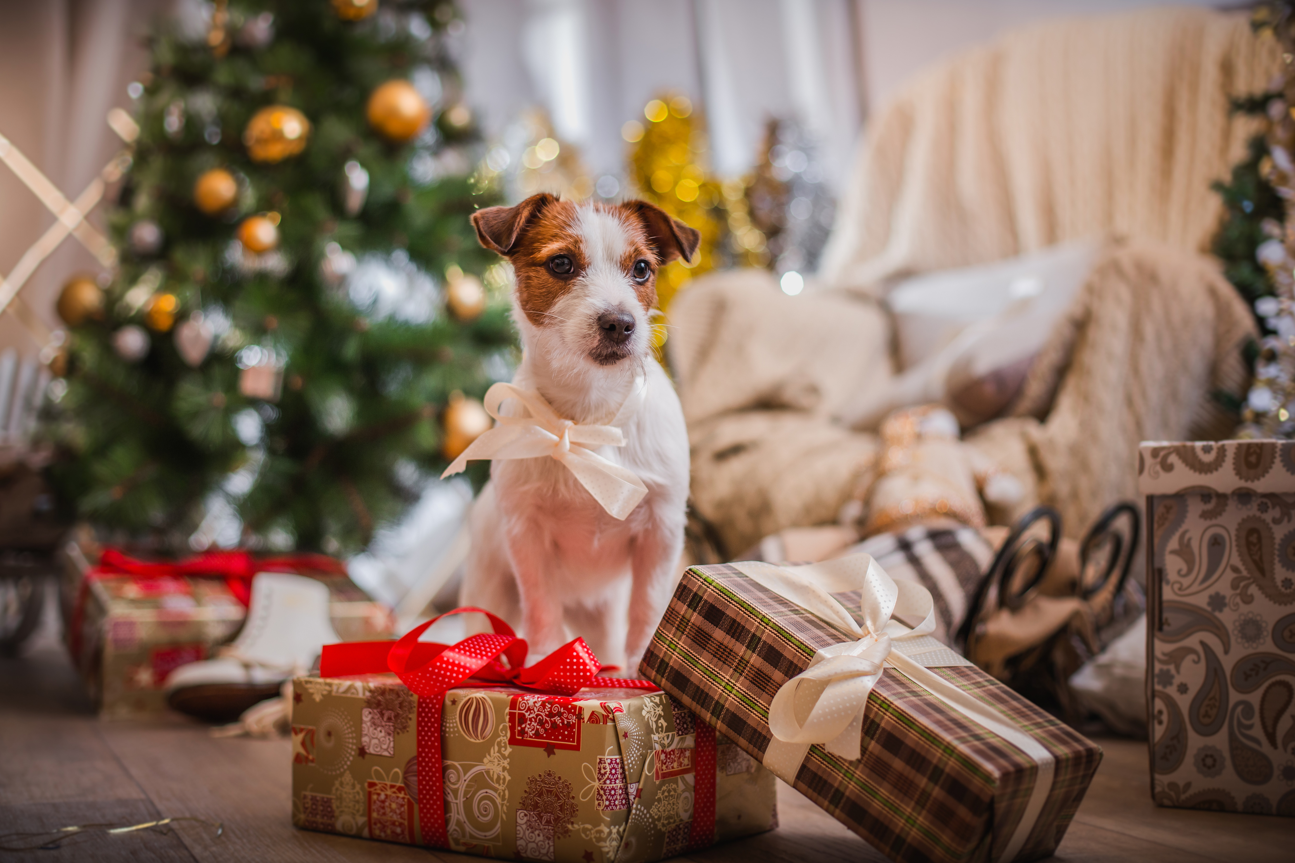 Holiday Christmas HD Wallpaper | Background Image
