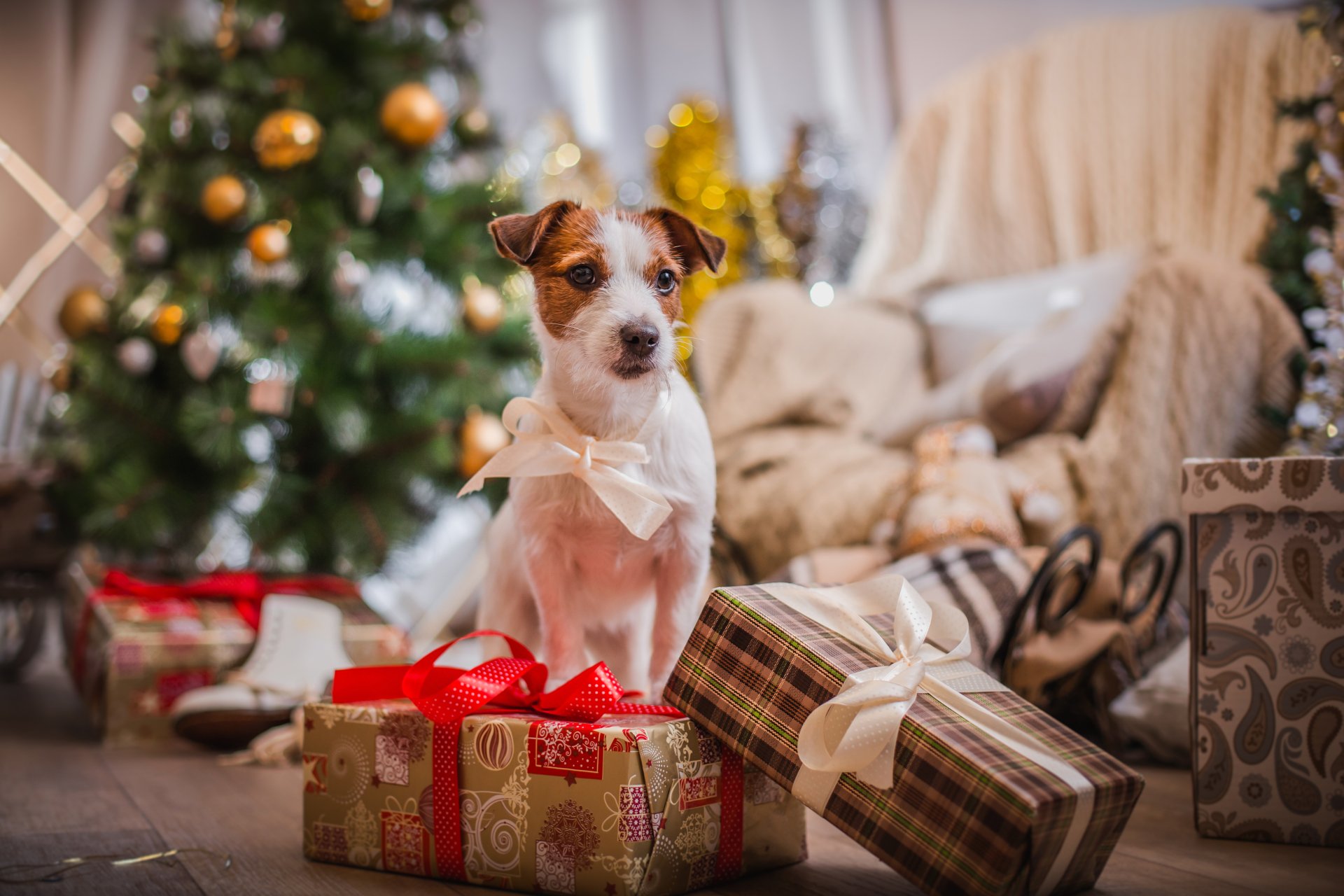 Download Terrier Gift Dog Holiday Christmas 4k Ultra HD Wallpaper