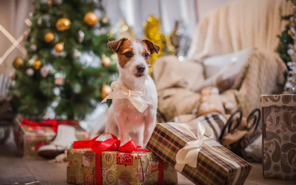 4K Ultra HD PC desktop wallpaper of a terrier puppy wearing a bow, sitting among wrapped Christmas gifts in a cozy holiday living room.