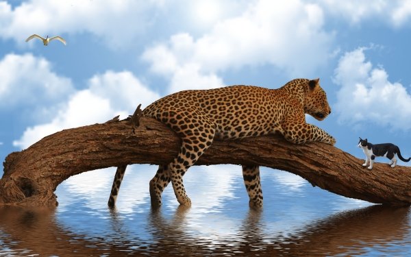 Animal Artistic Cat Water Manipulation Leopard HD Wallpaper | Background Image