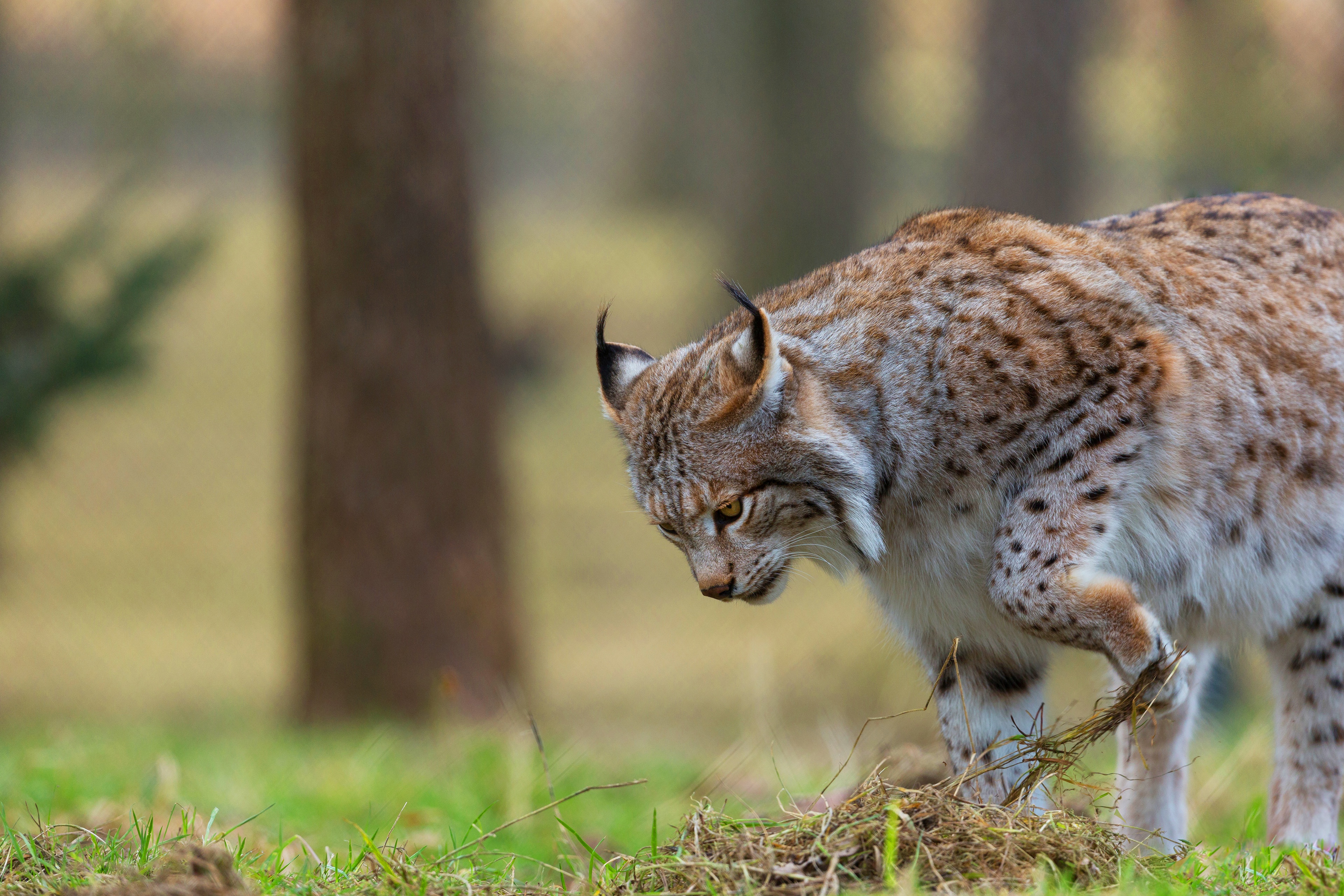 Animal Lynx HD Wallpaper Background Image.