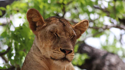  Lioness from Tanzania