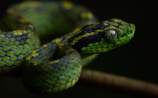 Close-up of a green snake coiled on a branch — reptile, animal; 4K Ultra HD PC desktop wallpaper and background.