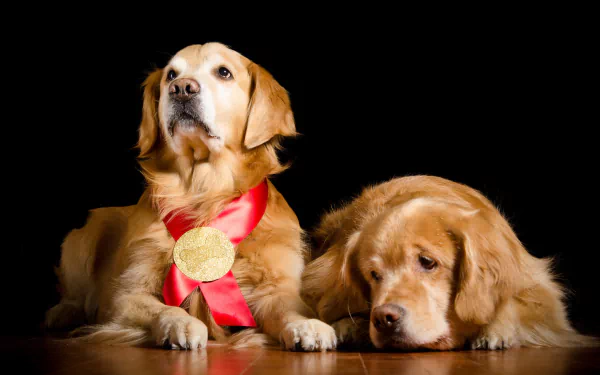 HD PC desktop wallpaper of two golden retriever dogs on a black background; one wears a gold medal on a red ribbon.