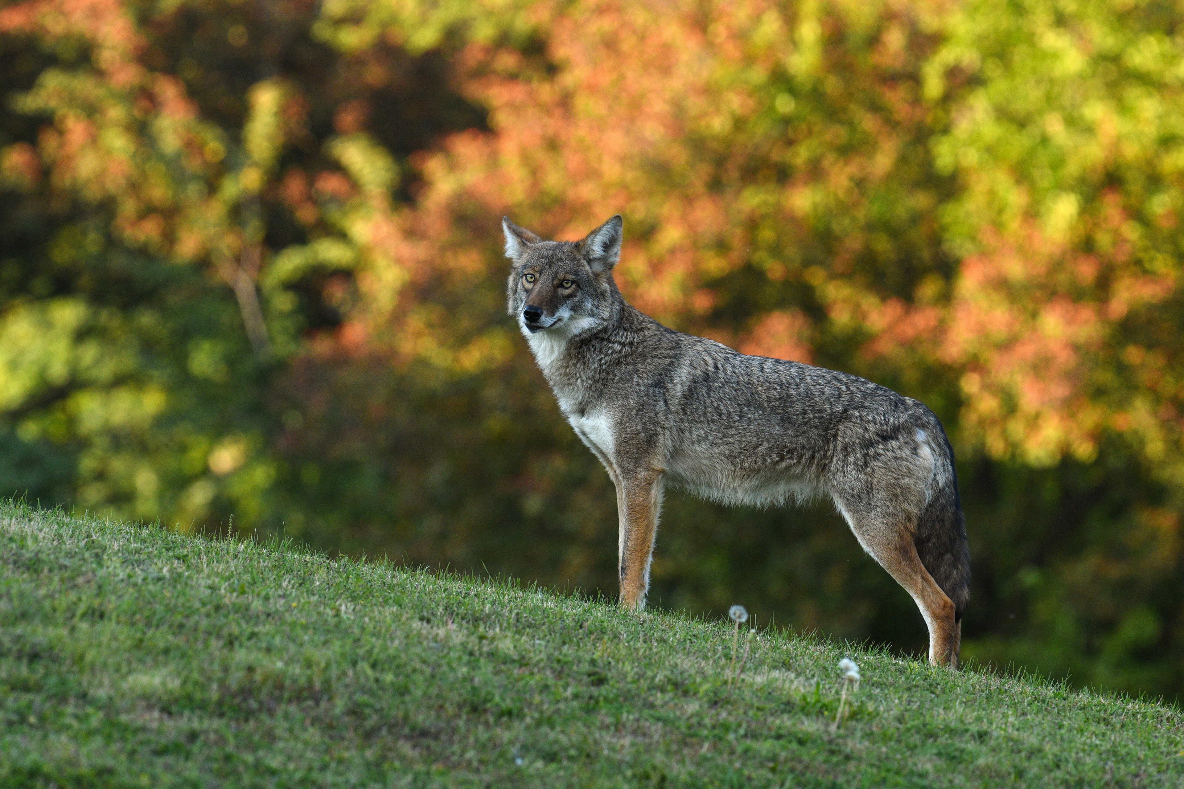 Animal Coyote HD Wallpaper | Background Image
