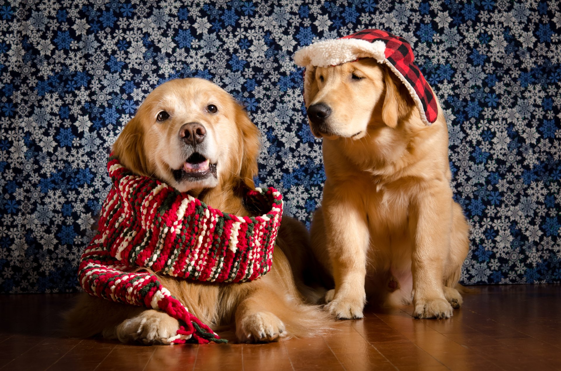 4K Ultra HD PC desktop wallpaper background: two golden retriever dogs (animals) wearing a red knit scarf and plaid hat against a blue snowflake-patterned backdrop.
