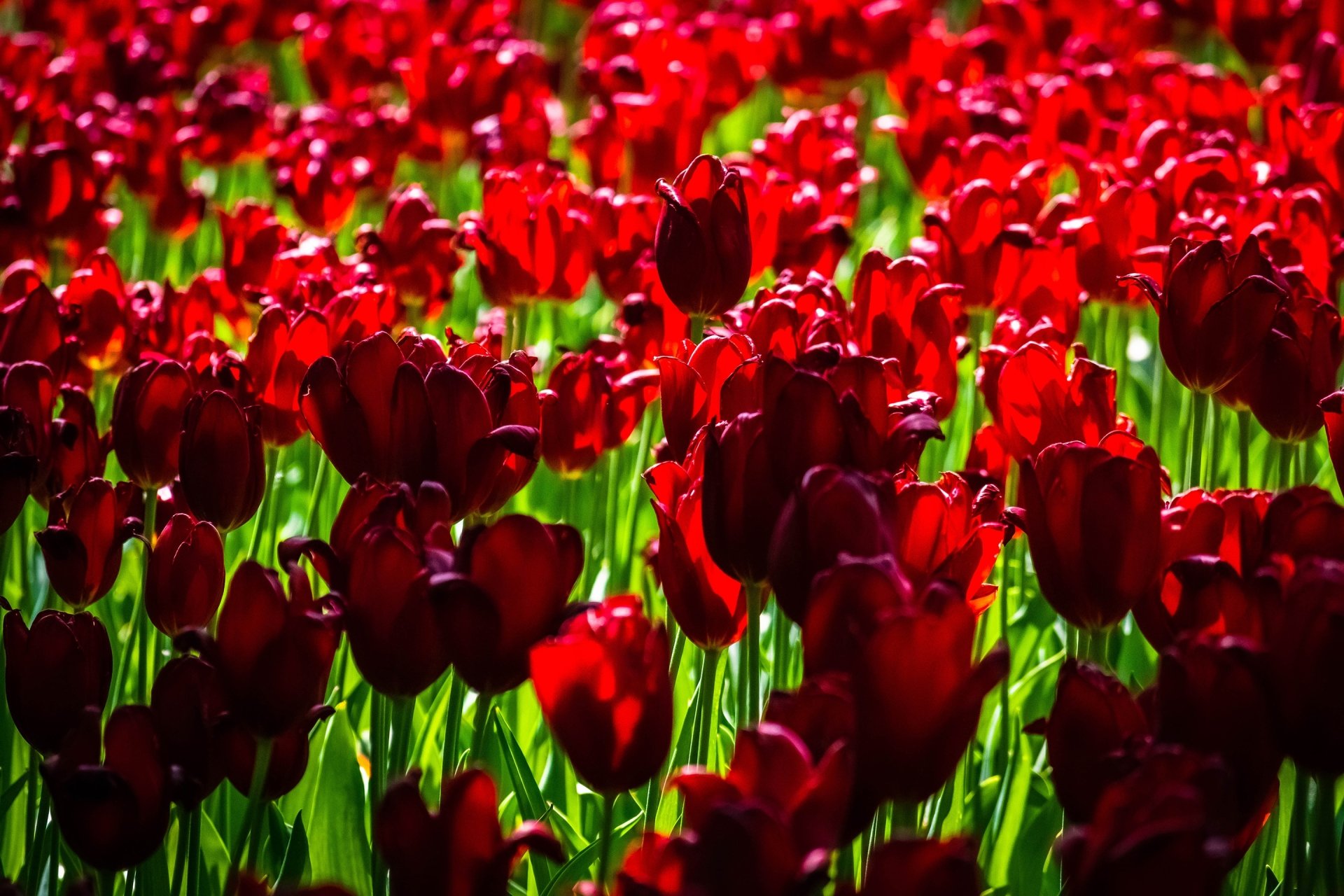Download Red Flower Summer Flower Nature Tulip HD Wallpaper | 2880x1920 ...