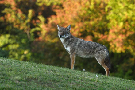 A gray coyote stands alert on green grass with a vibrant autumn forest background, captured in 4K Ultra HD as a desktop wallpaper and background.