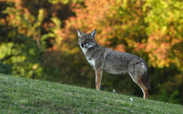 wolf Animal coyote HD Desktop Wallpaper | Background Image