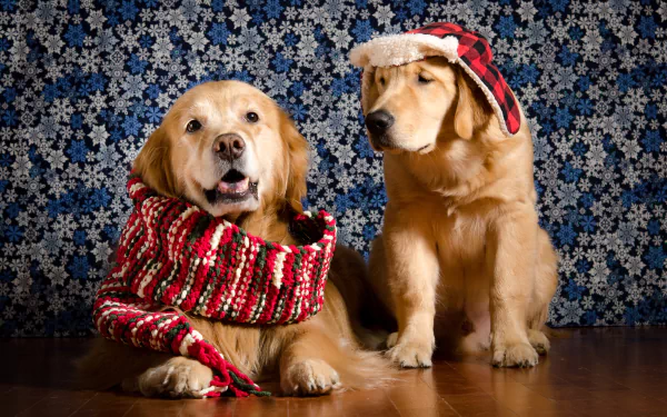 4K Ultra HD PC desktop wallpaper background: two golden retriever dogs (animals) wearing a red knit scarf and plaid hat against a blue snowflake-patterned backdrop.