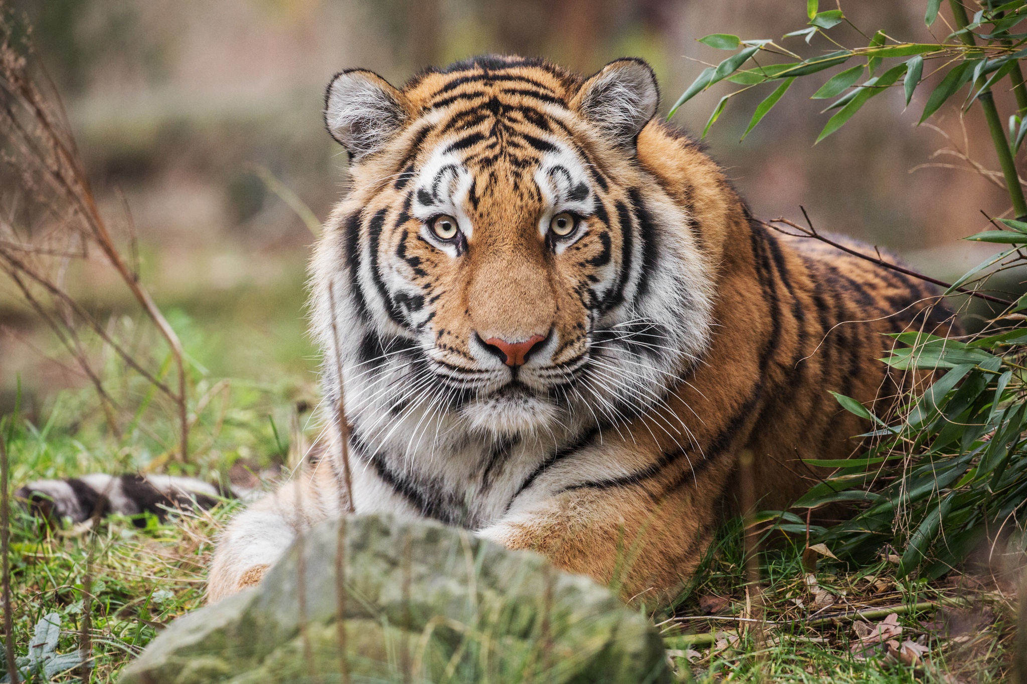 Majestic Tiger Gaze HD