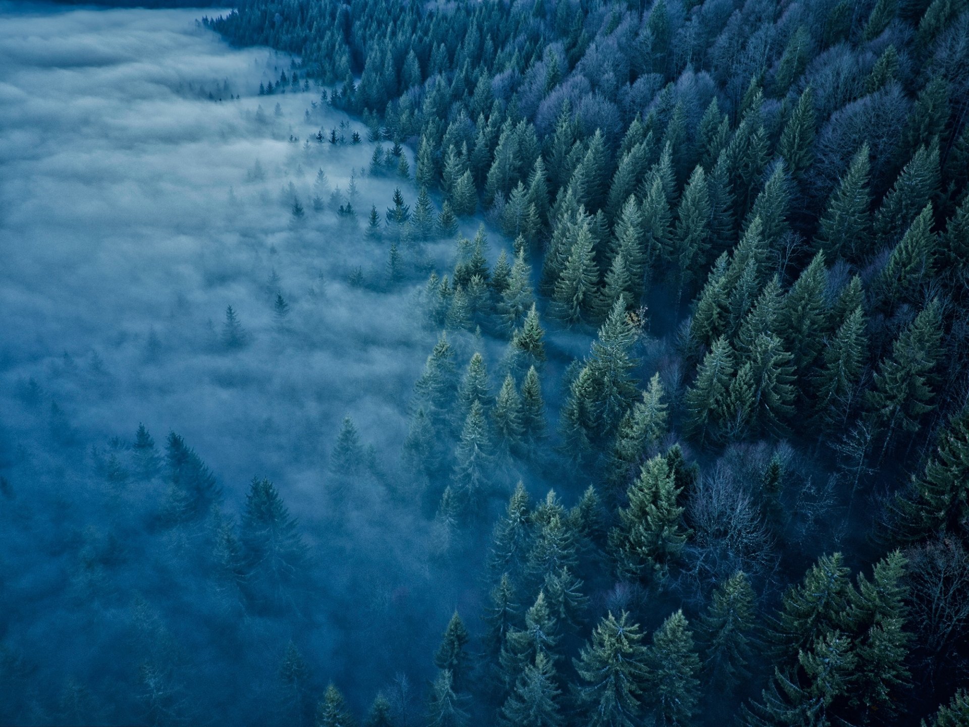 Aerial view of a dense forest enveloped in fog, showcasing the serene beauty of nature in rich greens and soft blues. This HD image serves as a captivating desktop wallpaper.