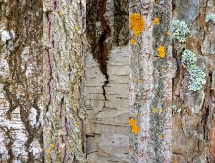  Tree collage