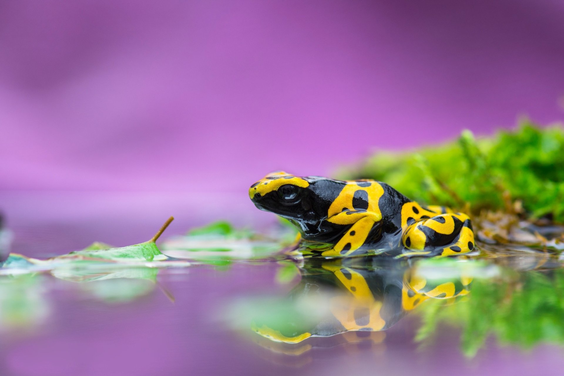 Download Amphibian Reflection Frog Animal Poison Dart Frog HD Wallpaper