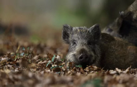 Wild boar resting in leaf litter, richly detailed 4K Ultra HD PC desktop wallpaper/background with muted forest tones.