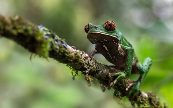 Animal Frog Frogs Amphibian HD Wallpaper | Background Image