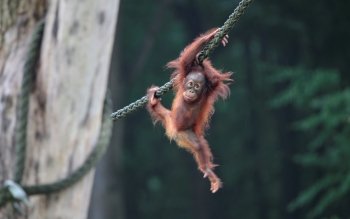 60 Orang Utan Hd Wallpapers Hintergründe Wallpaper Abyss