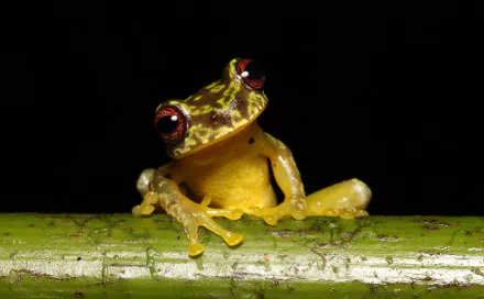 amphibian Animal frog HD Desktop Wallpaper | Background Image