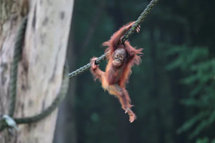 HD desktop wallpaper featuring a baby orangutan primate swinging on a rope in a natural, blurred forest background.