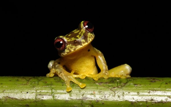 Animal Frog Frogs Amphibian HD Wallpaper | Background Image