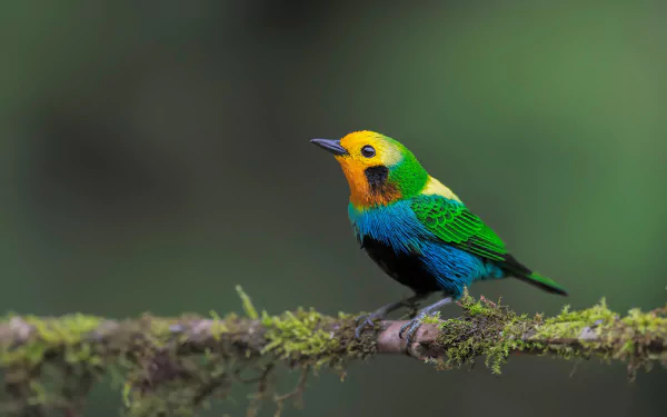 HD desktop wallpaper featuring a colorful passerine tanager bird perched on a mossy branch against a soft, blurred background.