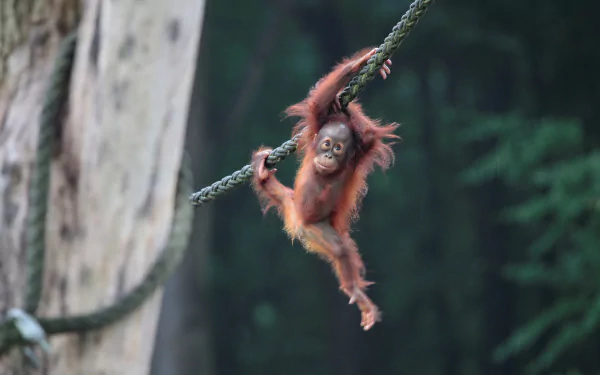 HD desktop wallpaper featuring a baby orangutan primate swinging on a rope in a natural, blurred forest background.