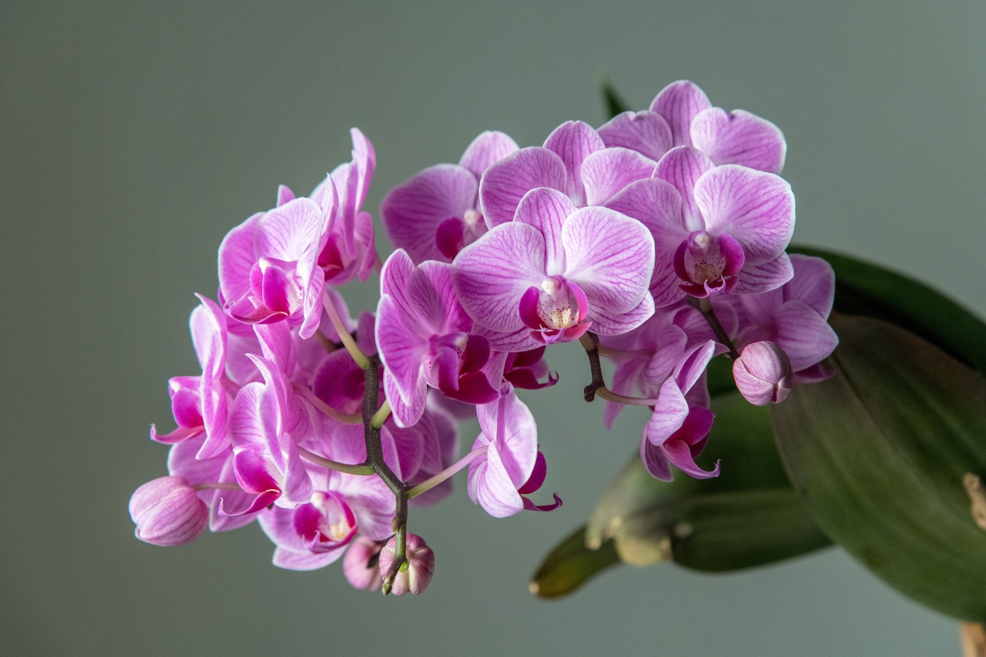Close-up of vibrant pink orchid flowers against a muted background, captured in high definition for a nature-inspired PC desktop wallpaper.