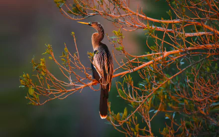 Anhinga (Darter) perched on sunlit branches — Animal close-up against soft green bokeh; 4K Ultra HD PC desktop wallpaper and background.