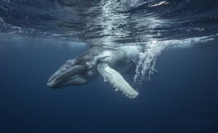 Humpback whale gliding underwater in deep blue sea, sea life animal close-up — HD PC desktop wallpaper background.