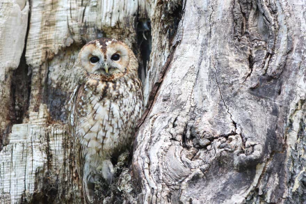 bark bird Animal owl HD Desktop Wallpaper | Background Image