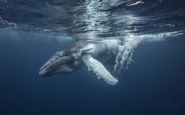 Humpback whale gliding underwater in deep blue sea, sea life animal close-up — HD PC desktop wallpaper background.